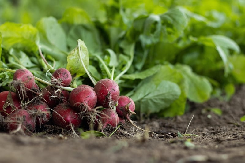 Farm-to-Table Dining